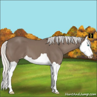Horse Color:Gray Silver Smoky Creme Splash Appaloosa 
