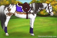 Horse Color:White Spotted Buckskin Splash 