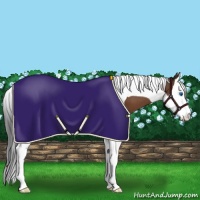 Horse Color:Bay Sabino Splash Tobiano Appaloosa