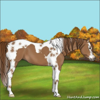 Horse Color:Gray Chestnut Splash Tobiano 