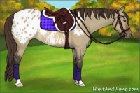 Horse Color:Brown Roan Dun Appaloosa 