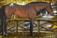 Horse Color:Brown Roan Snowflake Varnish 