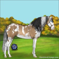 Horse Color:White Spotted Bay Dun Sabino Splash Rabicano 