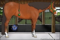 Horse Color:Bay Sabino 