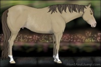 Horse Color:Classic Cream Champagne Rabicano
