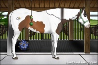 Horse Color:Brown Splash Tobiano