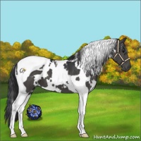 Horse Color:White Spotted Black Tobiano