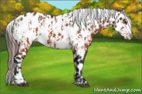 Horse Color:Brown Near Leopard  and Brown Frame Near Leopard 