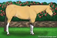 Horse Color:Buckskin 