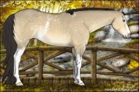 Horse Color:White Spotted Buckskin Dun Mushroom 