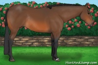 Horse Color:Bay Rabicano 