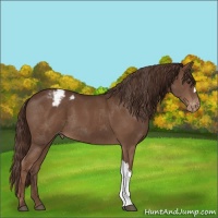 Horse Color:Liver Chestnut Blanket 