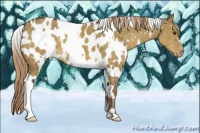 Horse Color:White Spotted Chocolate Palomino Dun Blanket