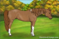 Horse Color:Red Roan Tobiano 