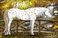 Horse Color:Chestnut Appaloosa