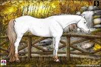 Horse Color:Chestnut Appaloosa 