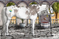 Horse Color:White Spotted Liver Chestnut Splash Rabicano 