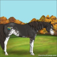 Horse Color:Liver Chestnut Sabino