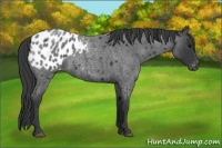 Horse Color:Blue Roan Appaloosa