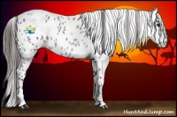 Horse Color:Smoky Blue Roan Leopard Rabicano 