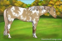 Horse Color:White Spotted Chocolate Palomino Dun 