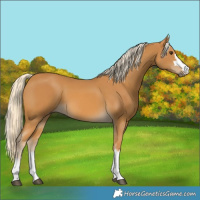 Horse Color:Palomino 
