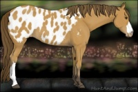 Horse Color:Buckskin Appaloosa 