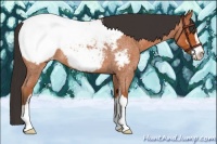 Horse Color:Bay Roan Sabino Appaloosa 
