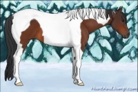 Horse Color:Bay Tobiano 