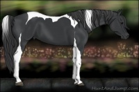 Horse Color:Black Tobiano 
