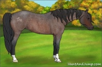 Horse Color:Brown Roan 