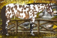 Horse Color:Buckskin Sabino Near Leopard 