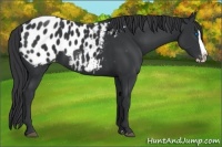 Horse Color:Black Splash Appaloosa 