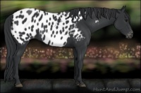 Horse Color:Black Appaloosa 