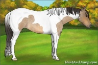 Horse Color:Buckskin Roan Tobiano 