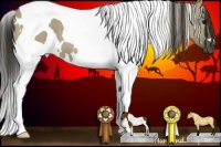 Horse Color:White Spotted Smoky Grullo Tobiano