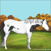 Horse Color:Black Splash Tobiano Appaloosa 