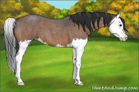 Horse Color:Bay Roan Splash