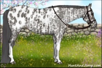 Horse Color:Brown Dun Near Fewspot  and Grullo Blanket 