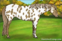 Horse Color:Chocolate Palomino Dun Appaloosa 