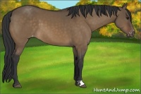 Horse Color:Brown Dun Appaloosa 