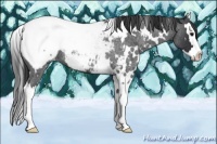 Horse Color:White Spotted Blue Roan Splash Appaloosa 