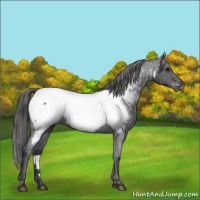 Horse Color:Blue Roan Near Fewspot 