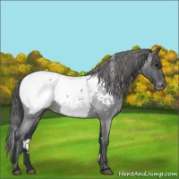 Horse Color:White Spotted Blue Roan Appaloosa 