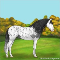 Horse Color:Blue Roan Splash Appaloosa 