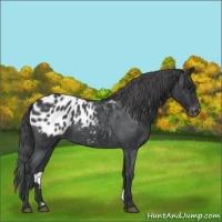 Horse Color:Blue Roan Appaloosa 