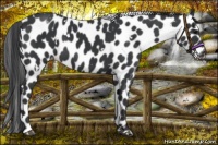 Horse Color:White Spotted Black Appaloosa 