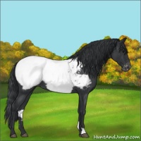 Horse Color:Blue Roan Near Fewspot 