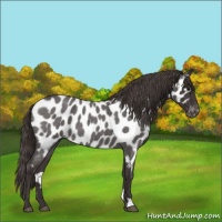 Horse Color:Smoky Blue Roan Near Leopard 