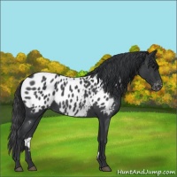 Horse Color:Blue Roan Appaloosa 